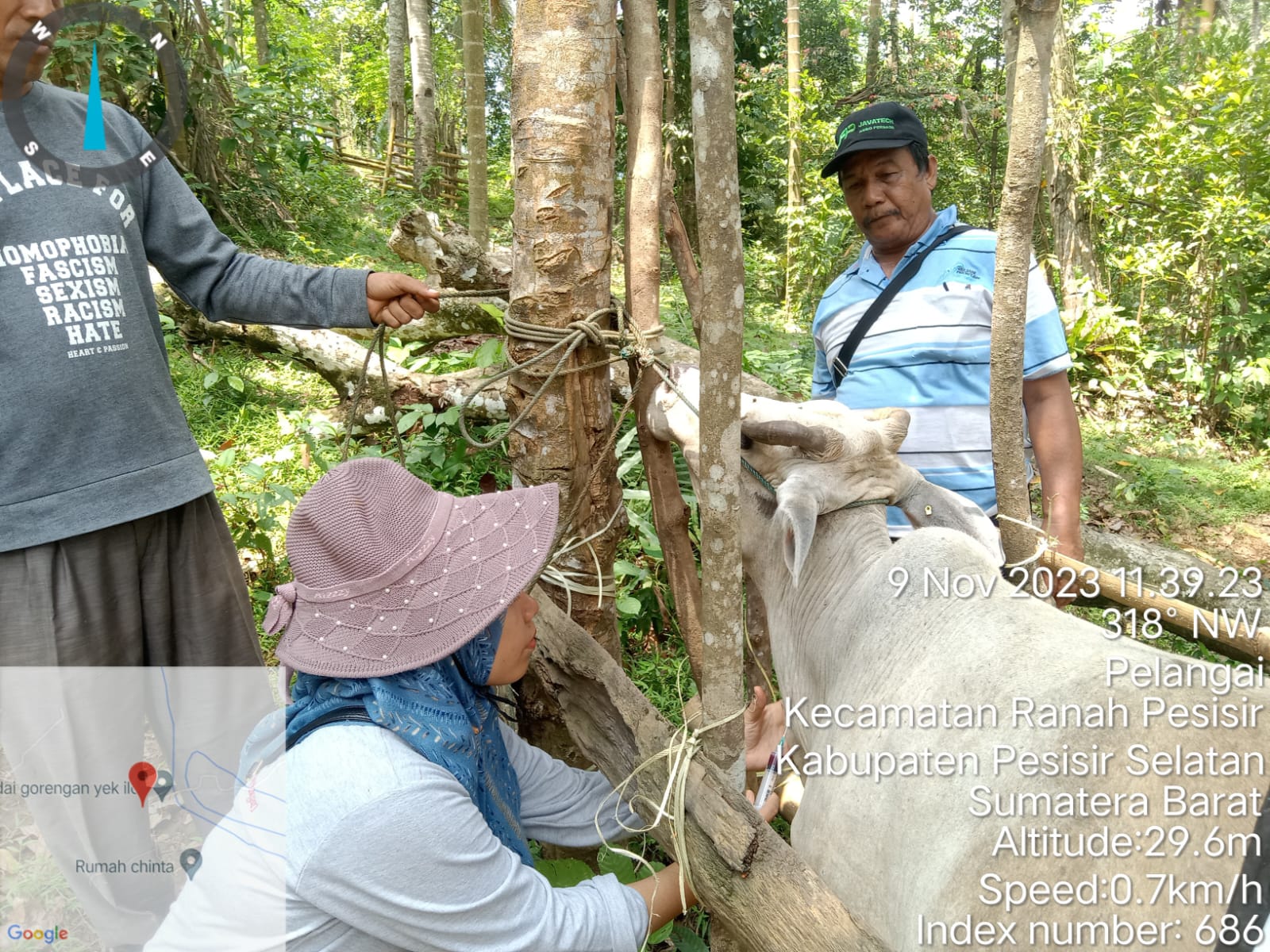 Pengambilan Sampel Darah Sapi Untuk Pemeiksaan Penyakit Mulut dan Kuku di Nagari Pelangai