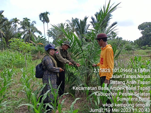 DAMPAK PENYAKIT TAJUK DAUN PADA TANAMAN SAWIT(Crown diseases )