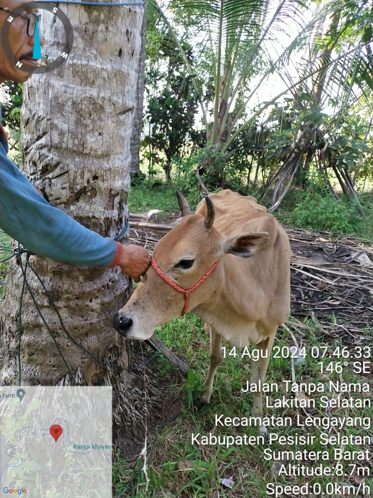 Pengobatan ternak sapi betina gejala : bulu kusam, diare, kurus dan anemia diagnosis adalah cacing h