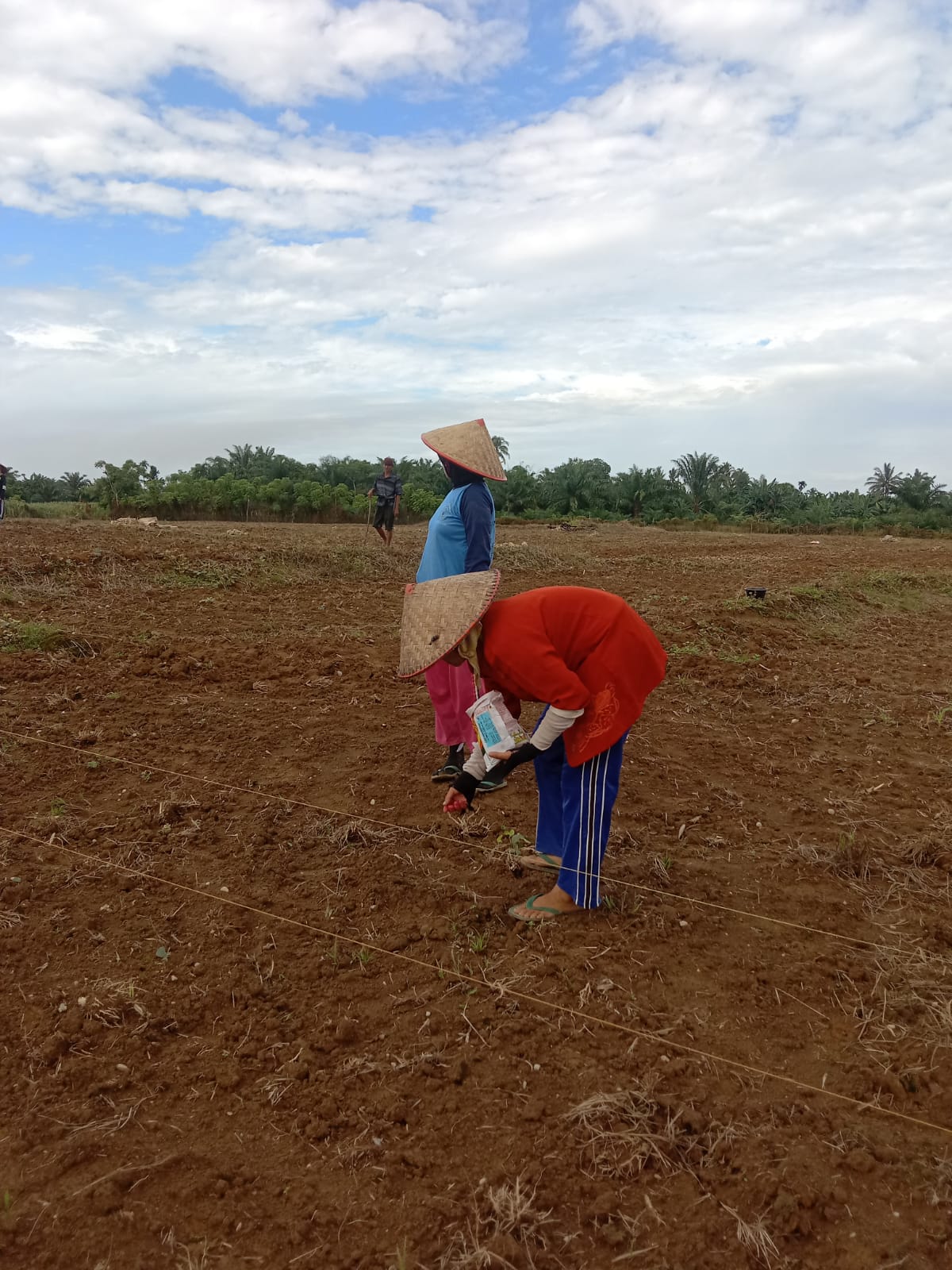 BERCOCOK TANAM TANAMAN JAGUNG KELOMPOK TANI LUBUK JABUNG