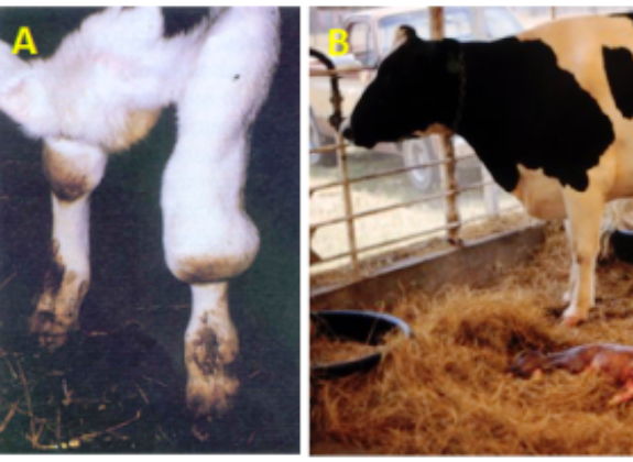 Penyakit Brucellosis pada Sapi: Ancaman Serius Bagi Peternak