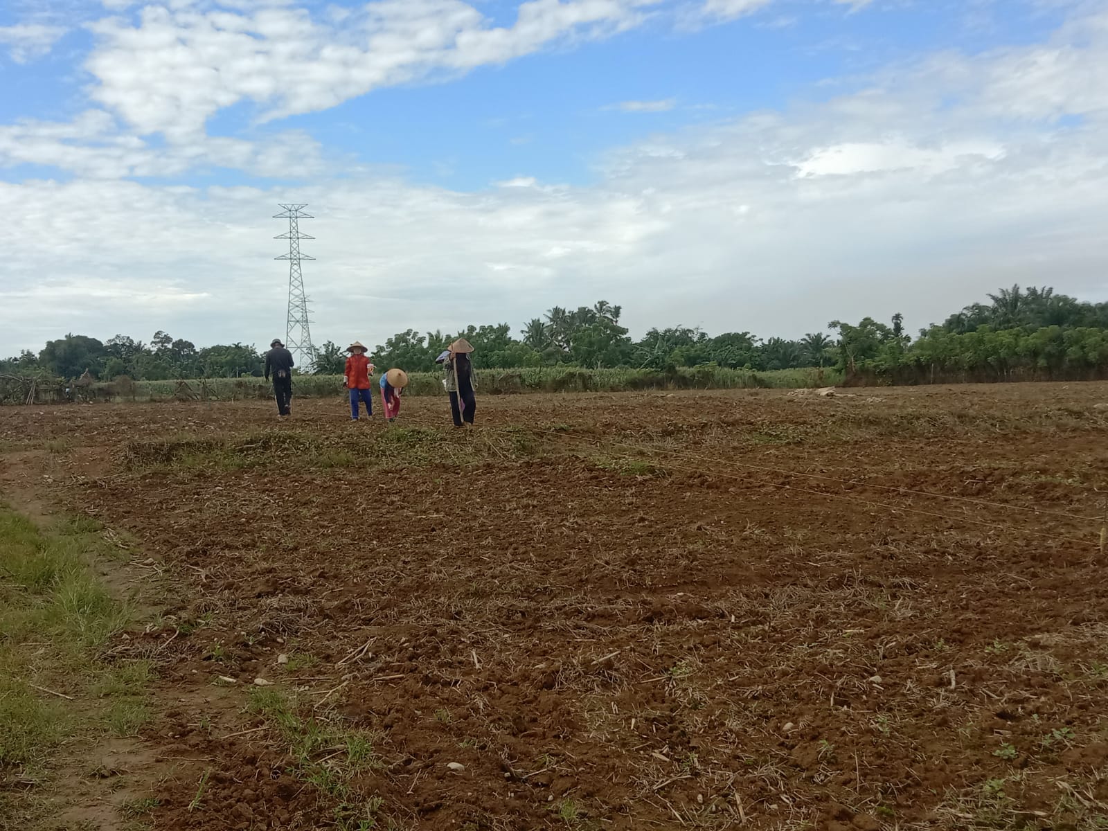 BERCOCOK TANAM TANAMAN JAGUNG KELOMPOK TANI PULAU TENGAH