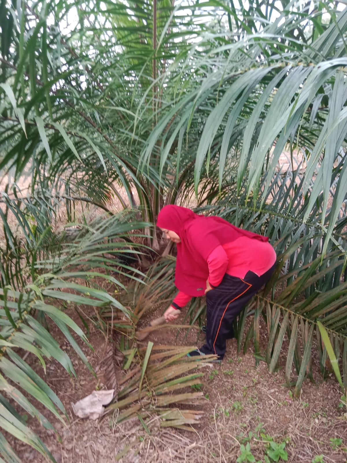MENGATASI GULMA PADA TANAMAN SAWIT
