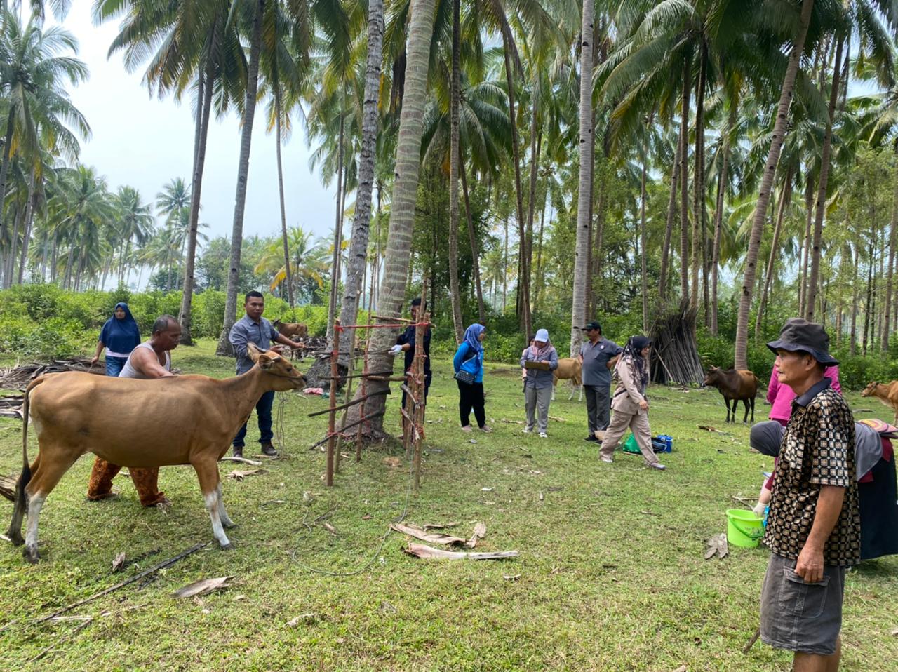 Pengambilan sampel serum darah sapi oleh Balai Veteriner Bukit Tinggi