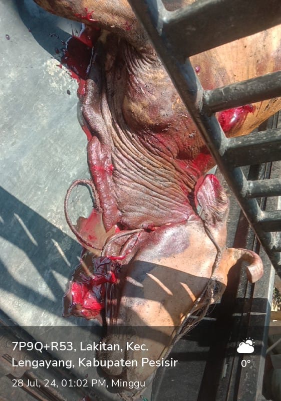 Resiko ternak sapi pemeliharaan kandang lepas