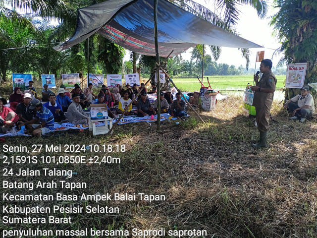Perawatan Tanaman Padi Sawah WKPP Talang Koto Pulai