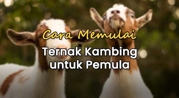 PANDUAN BETERNAK KAMBING UNTUK PEMULA: Langkah demi Langkah Menuju Sukses Peternakan Kambing