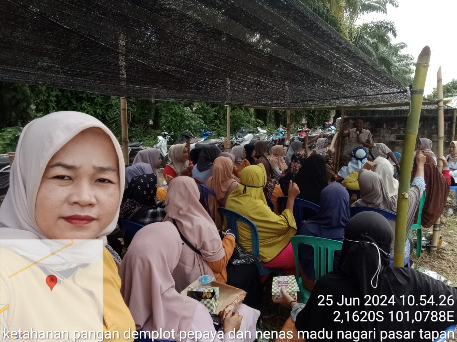 sosialisasi demplot pepaya madu dan nenas madu tentang cara semai pepaya