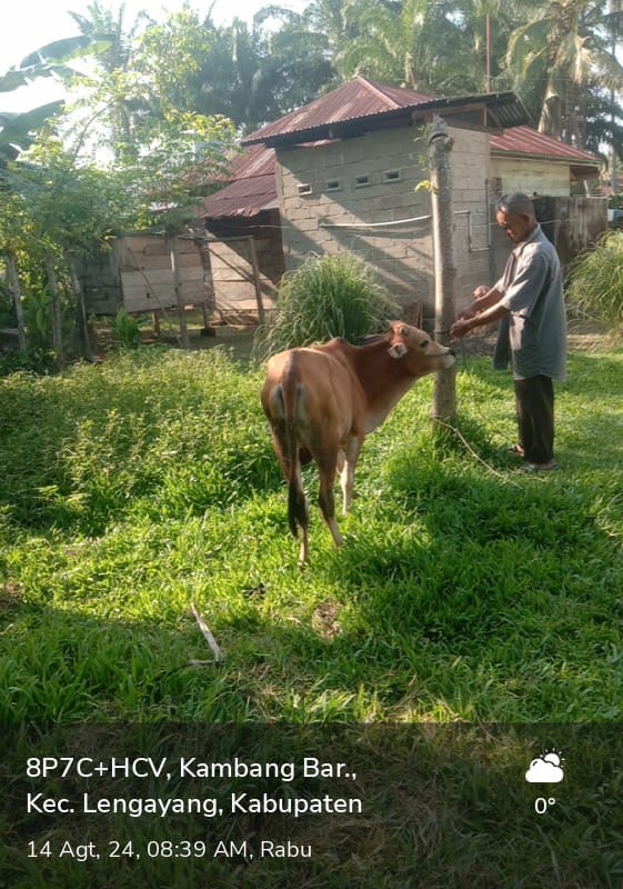 Diagnosis BEF Pada Sapi 