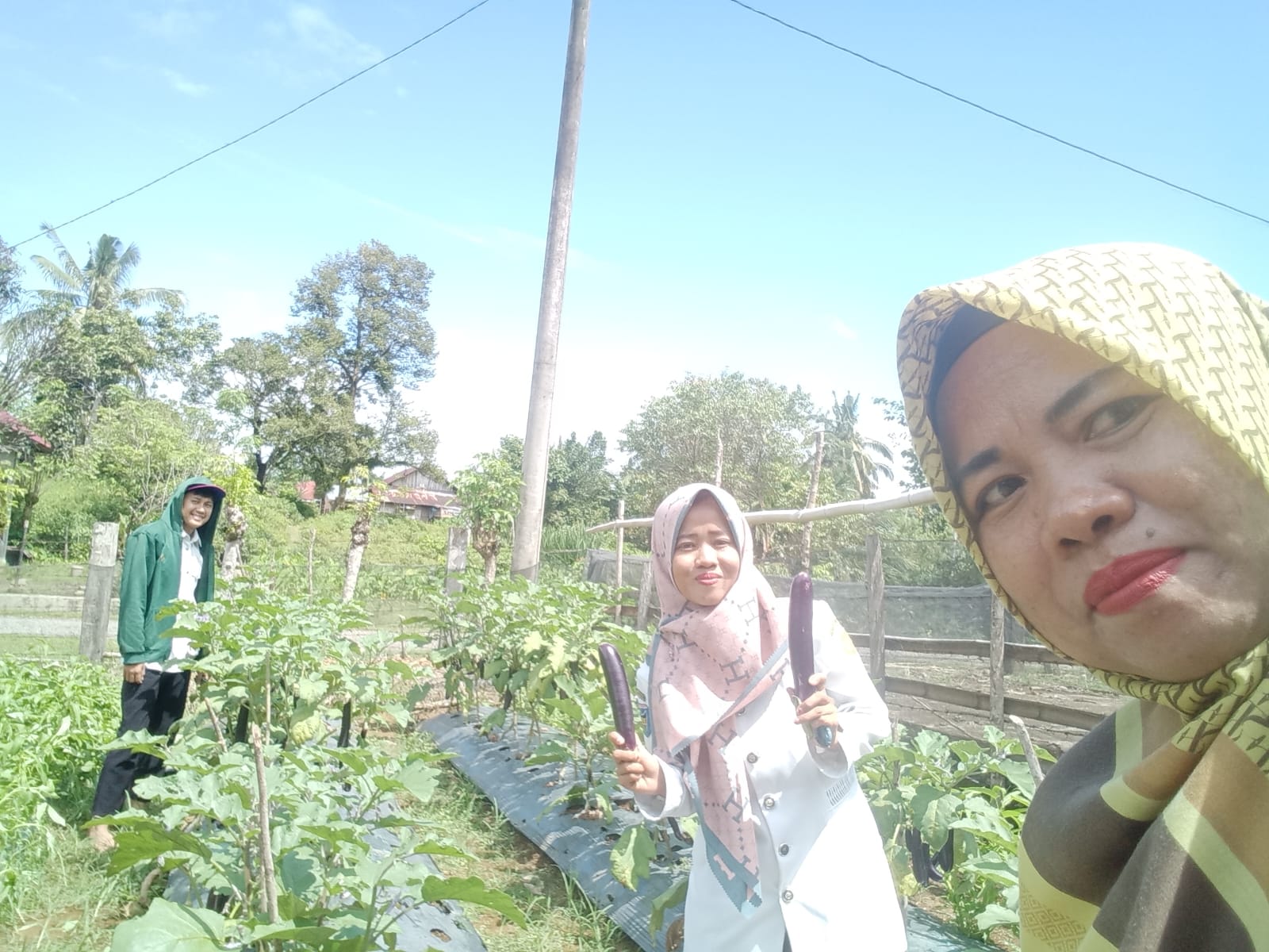 PANEN TANAMAN TERONG UNGU DIDEMPLOT BPP RANAH AMPEK HULU TAPAN