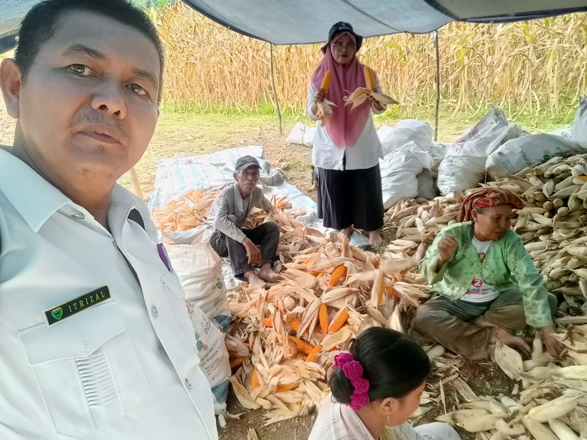 KRITERIA PANEN JAGUNG PADA POKTAN PULAU TENGAH