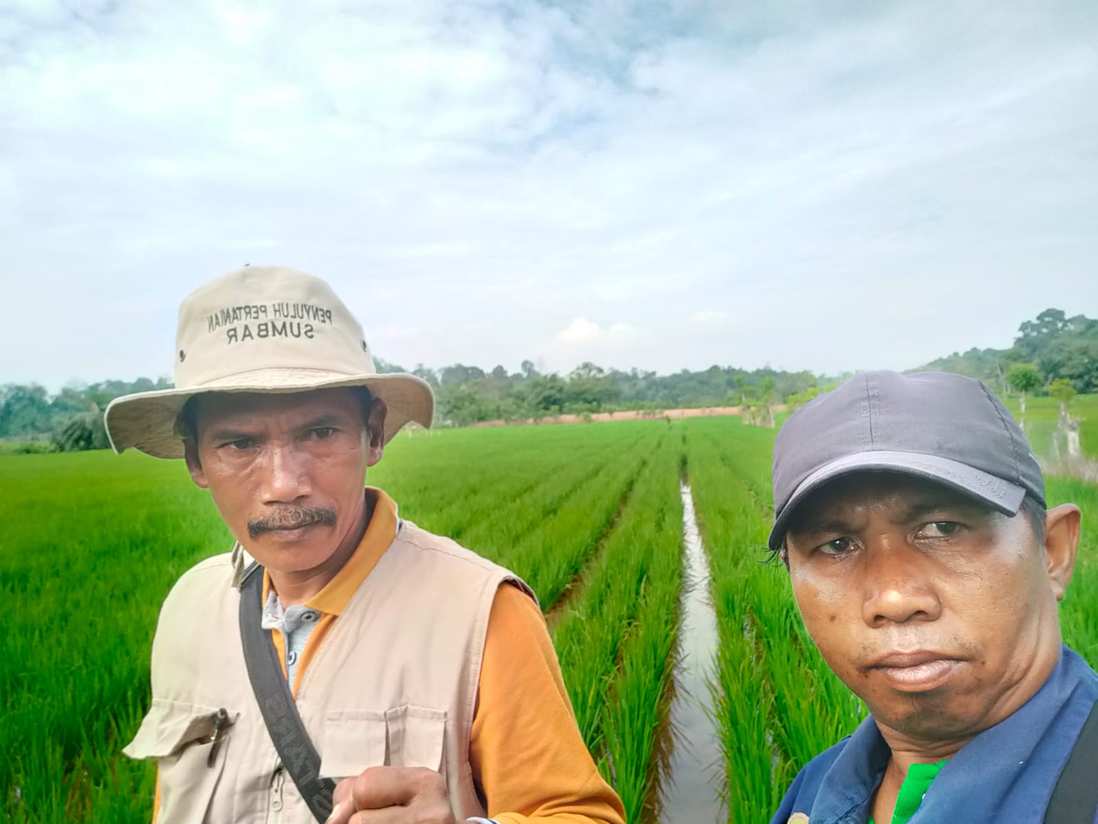 Budi daya padi dengan sistim jarwo di Kec Basa Ampek Balai Tapan