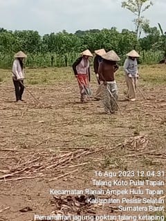 PENANAMAN JAGUNG  SECARA MANUAL POKTAN TALANG KETAPING