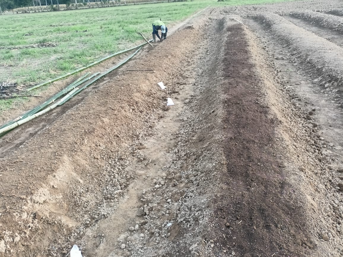PUNGSI  PENGAPURAN PADA TANAH MARGINAL DALAM BUDIDAYA TANAMAN