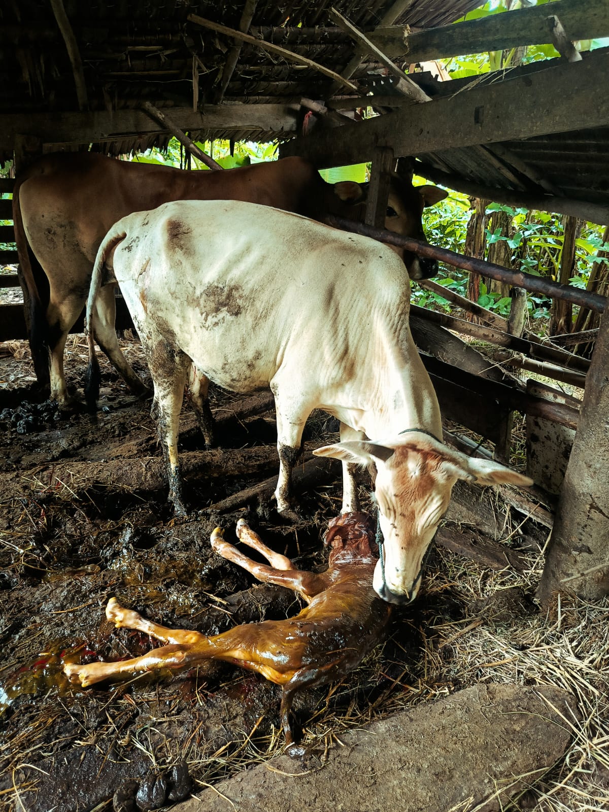 Kelahiran Anak Sapi  Jantan Jenis Limosin Hasil Inseminasi Buatan di Nagari Teluk Bakung