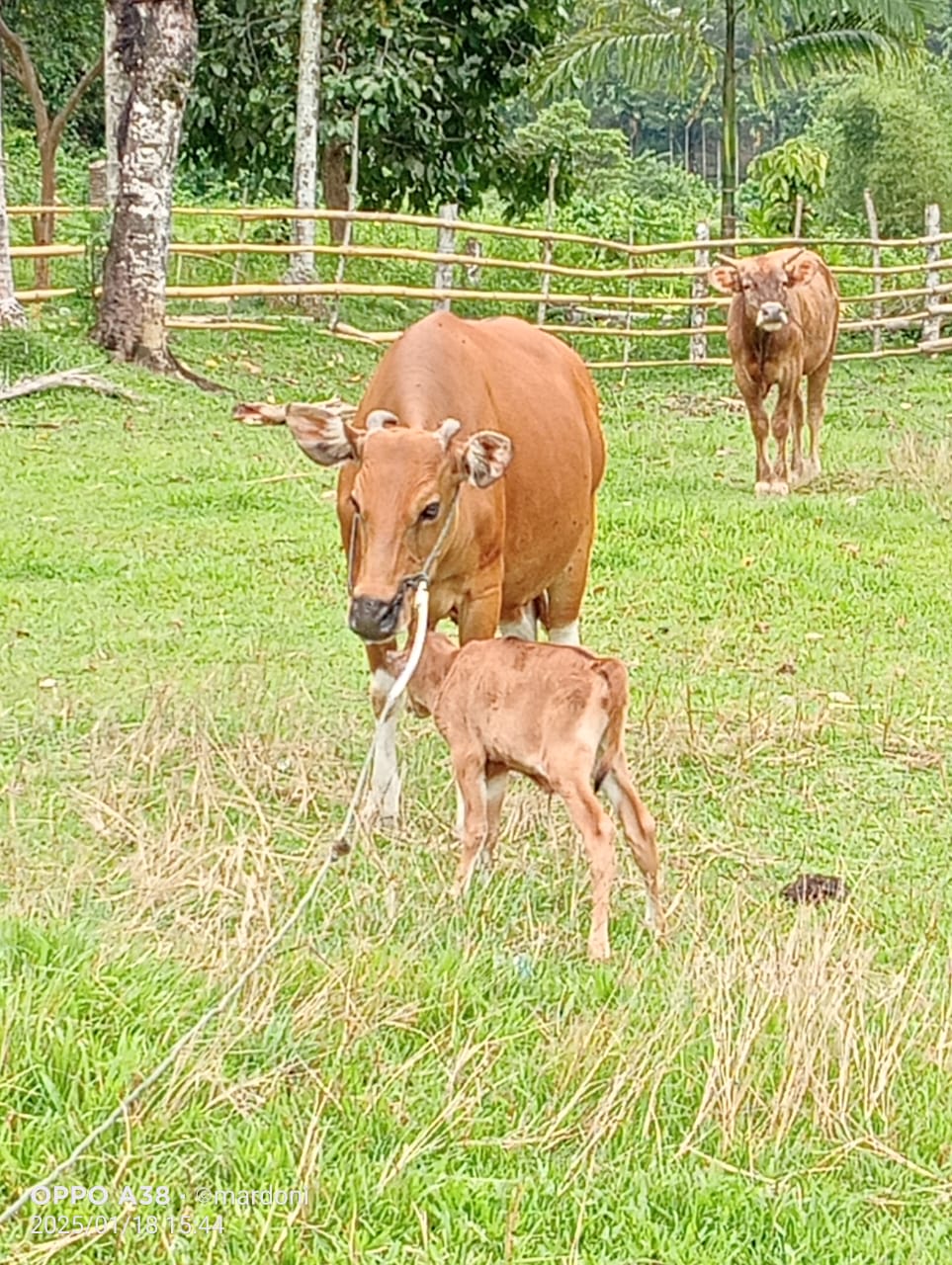 Kelahiran Anak Sapi Bali Hasil Kawin Alam di Nagari Painan Timur