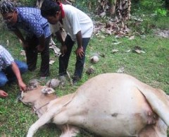 Penanganan Kembung atau Tympani pada sapi oleh Puskeswan Terpadu Tarusan