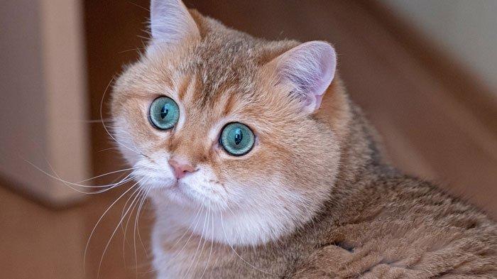 TEKNIK NEBULISASI DAN COUPAGE PADA ANJING