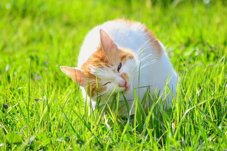 MENGAPA KUCING SUKA MEMAKAN RUMPUT? Penjelasan dan Manfaatnya