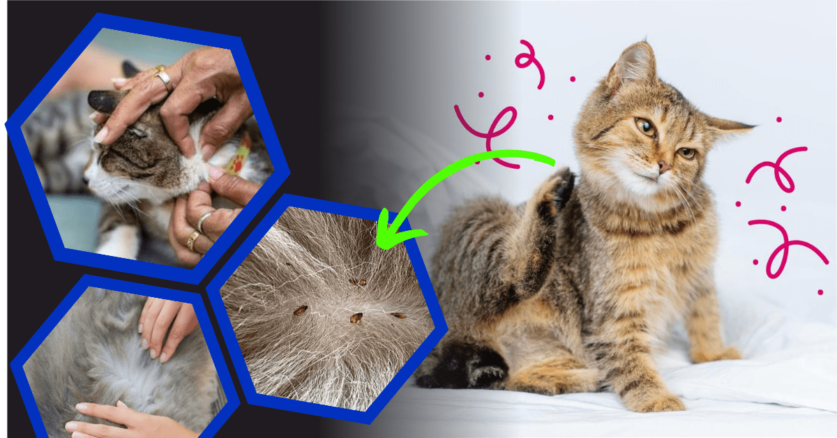 Waspada! Kutu Kucing: Ancaman Serius bagi Anabul