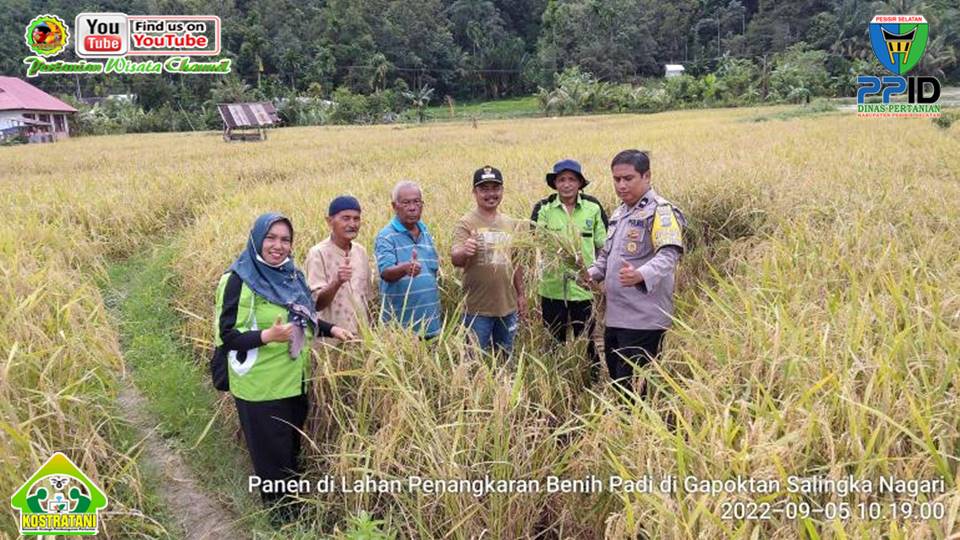 Panen Penangkaran Benih Padi di Nagari Lumpo   