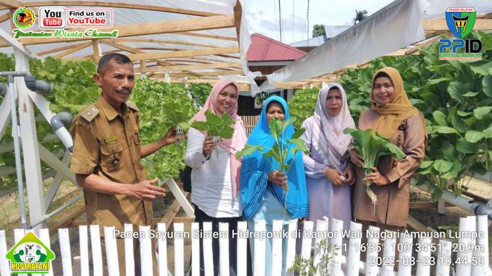 PANEN SAYURAN ORGANIK HIDROPONIK