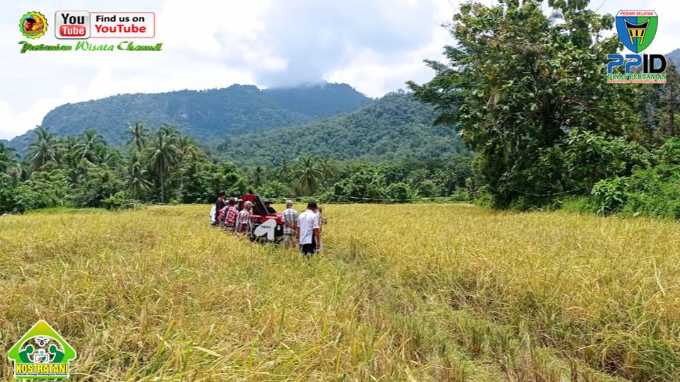BIMTEK ALSINTAN COMBINE HARVESTER DI BAYANG