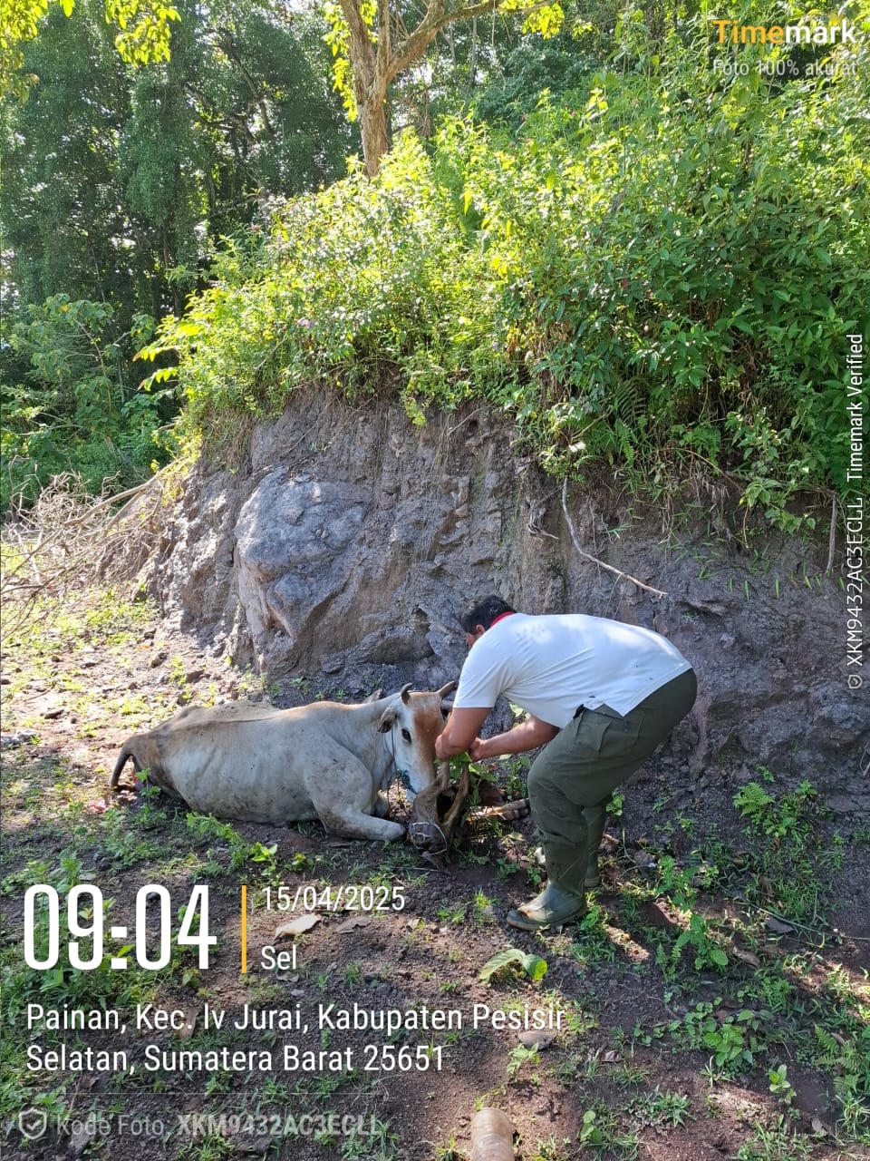 Pelayana Kesehatan Hewan Membantu Sapi Melahirkan di Nagari Painan Timur, Kec. IV Jurai
