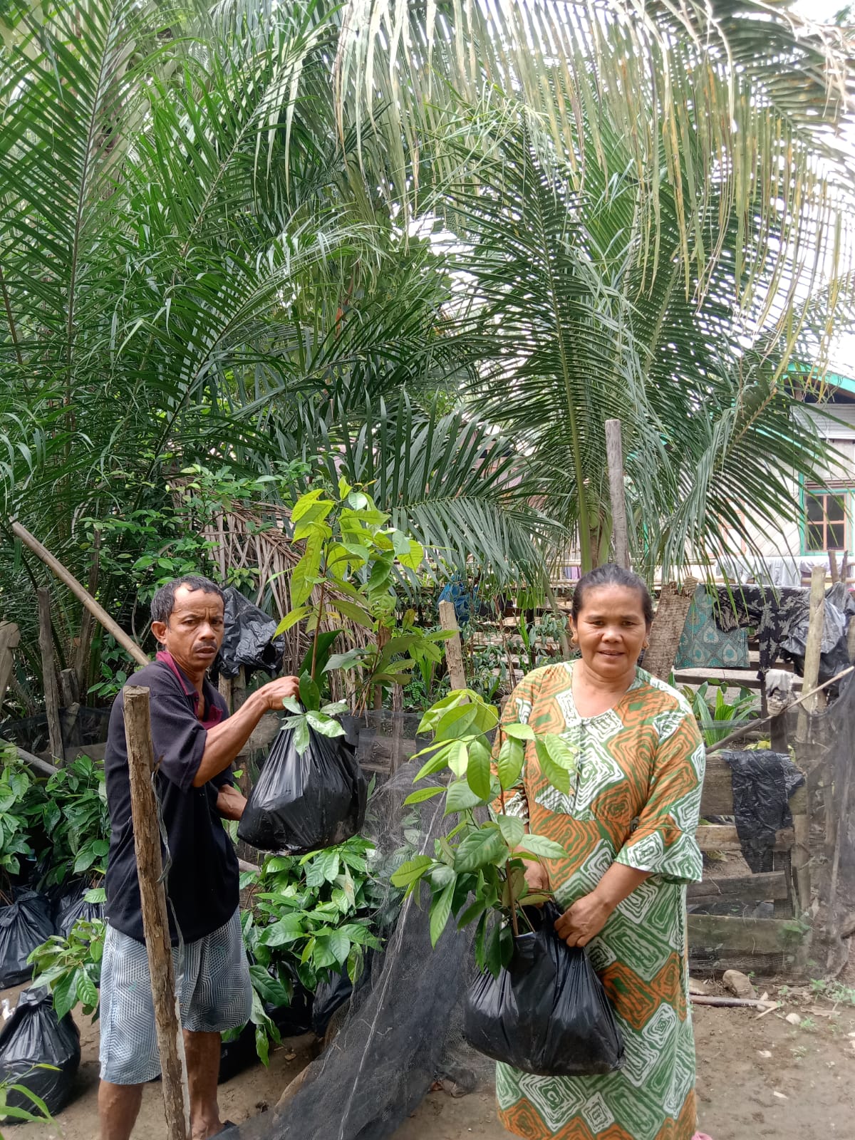 mendampingi penyerahan bantuan bibit kopi pada poktan sawah bako randah