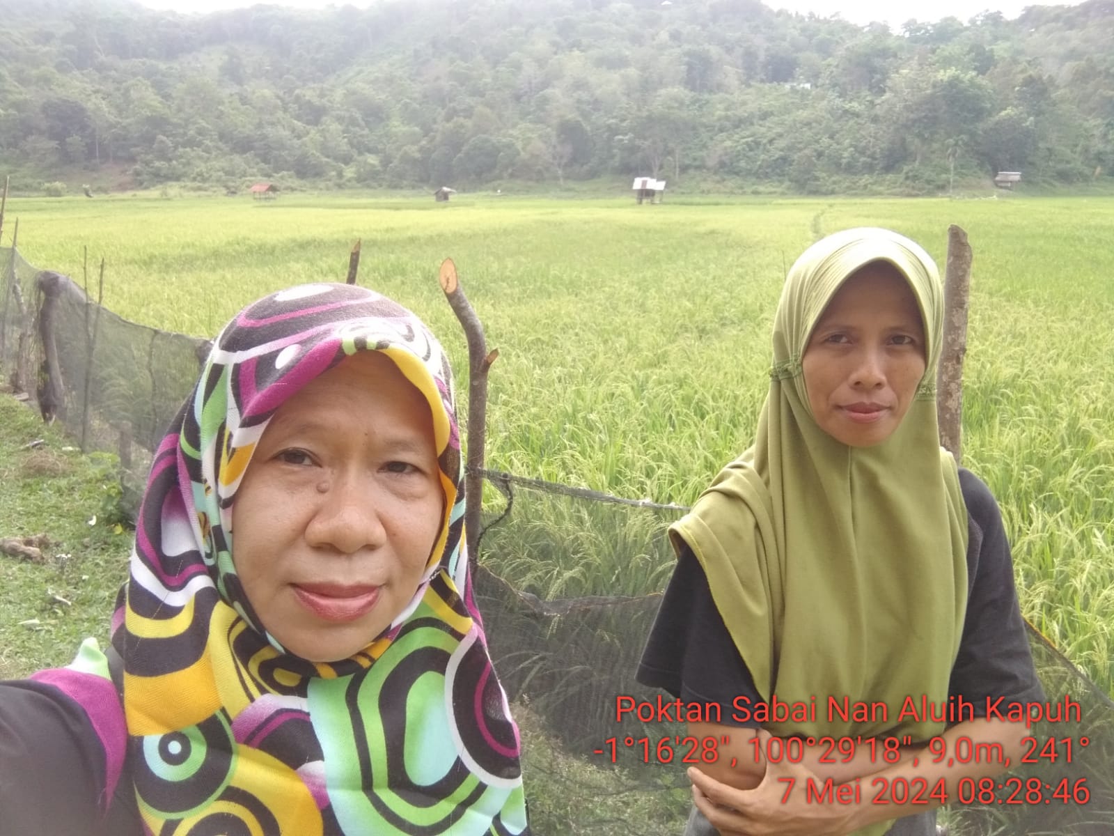 Pengamatan Hama Penyakit Tanaman Padi Kelompok Tani Sabai Nan Aluih