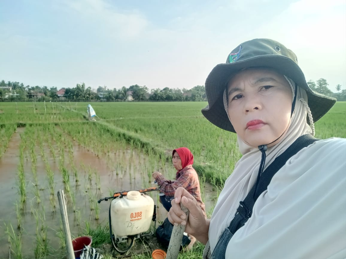 Penyuluhan pengendalian hama penggerek batang pada tanamn padi sawah di kelompok tani