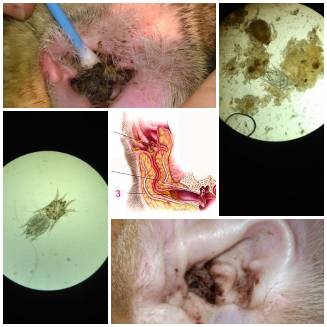 Otitis pada kucing apa itu?