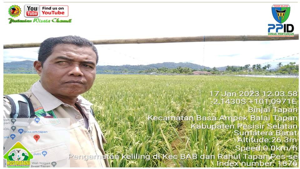 PANTAU PERKEMBANGAN TANAMAN PADI, PETUGAS HAMA DAN PENYAKIT LAKSANAKAN PENGAMATAN KELILING