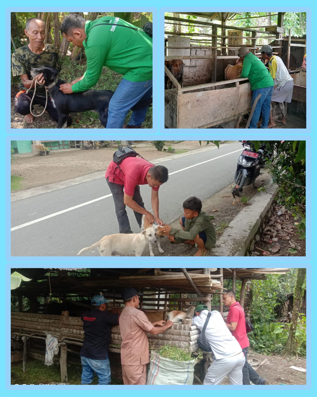 KEGIATAN VAKSINASI PMK DAN RABIES DI NAGARI DUKU DAN DUKU UTARA KECAMATAN KOTO XI TARUSAN