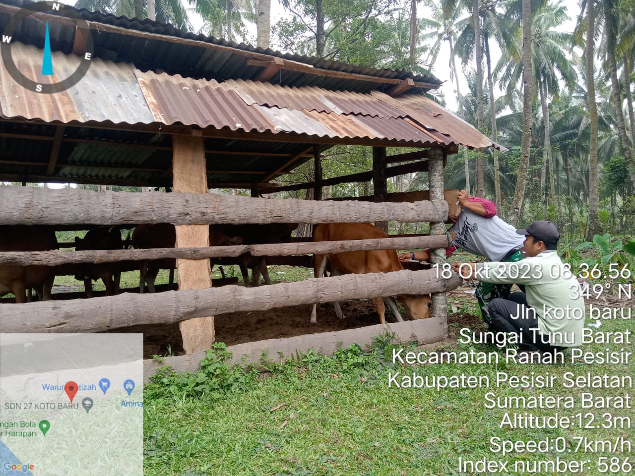 Vaksinasi PMK di sungai Tunu Barat