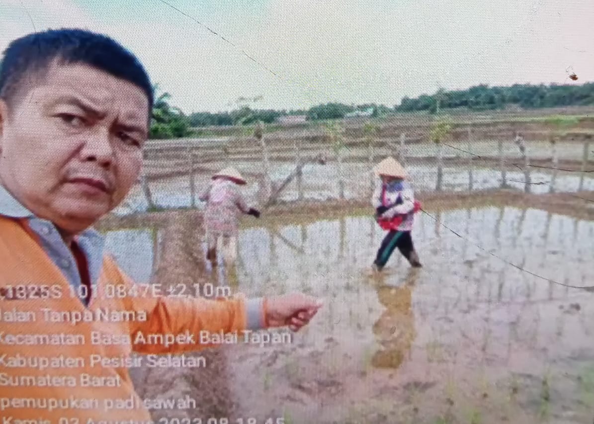 PEMUPUKAN PADI SAWAH YANG TEPAT SASARAN AKAN DAPAT MENINGKATKAN PRODUKSI  YANG OPTIMAL