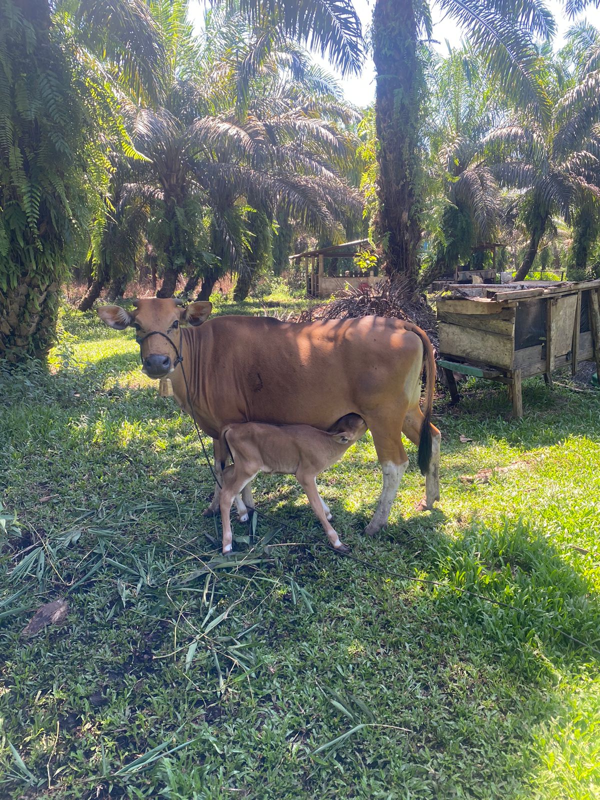 Pemberian Vitamin dan Mineral pada Sapi Partus / melahirkan di Rawang Padang Laban