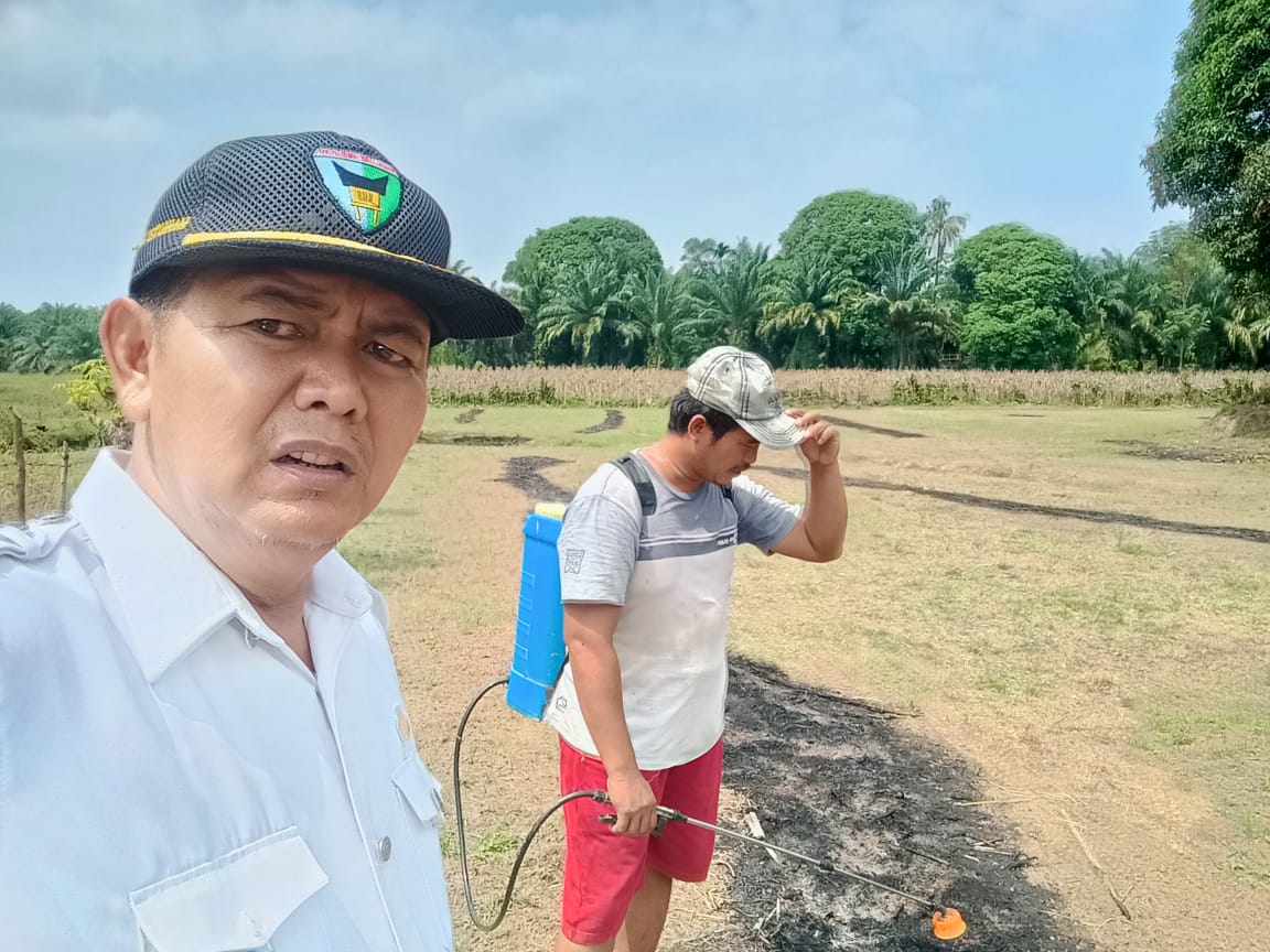 Persiapan tanam pada tanaman jagung wkpp kampung tengah