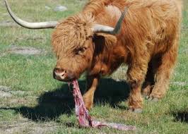 Penelitian Terbaru Mengungkap Alasan Mengapa Sapi Memakan Plasentanya Setelah Melahirkan