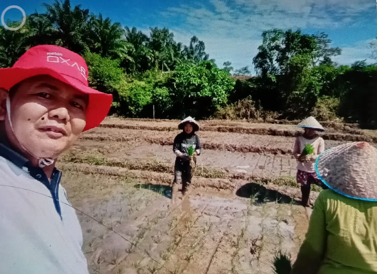 PENANAMAN PADI SAWAH DENGAN SISITIM BERBARIS(JARWO)