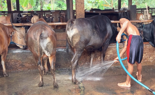 MENINGKATKAN BIOSECURITY DI PETERNAKAN RAKYAT: Kunci Keberhasilan untuk Kesehatan Ternak